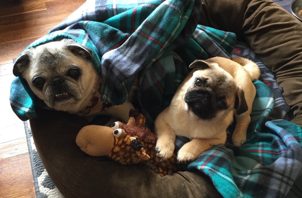 Tips on Pup Safety During NYE