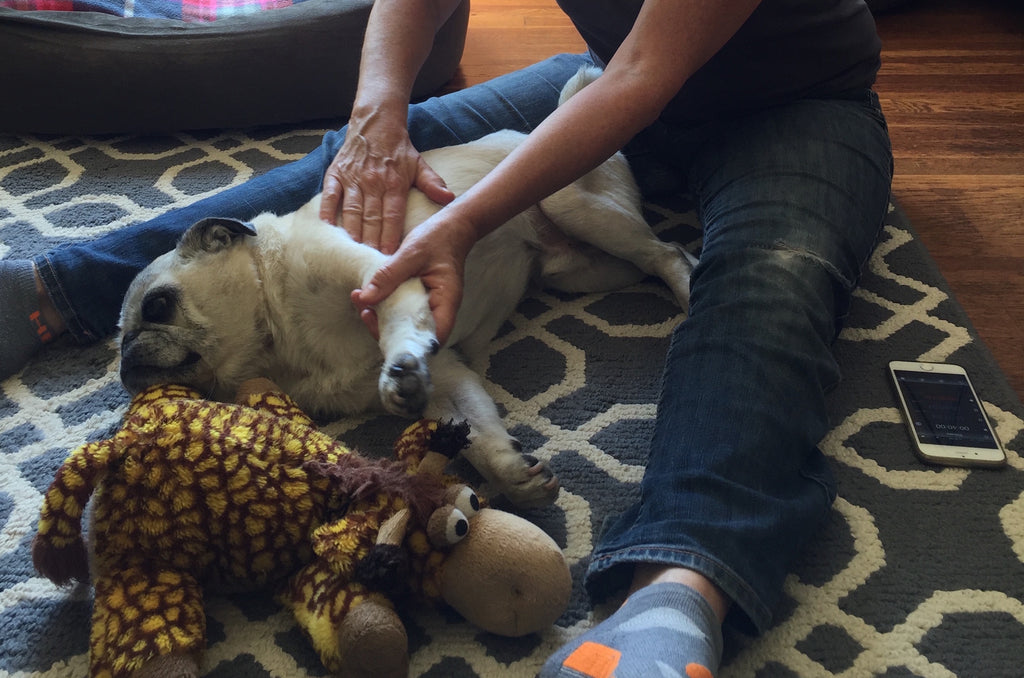 Massage Benefits for Pups