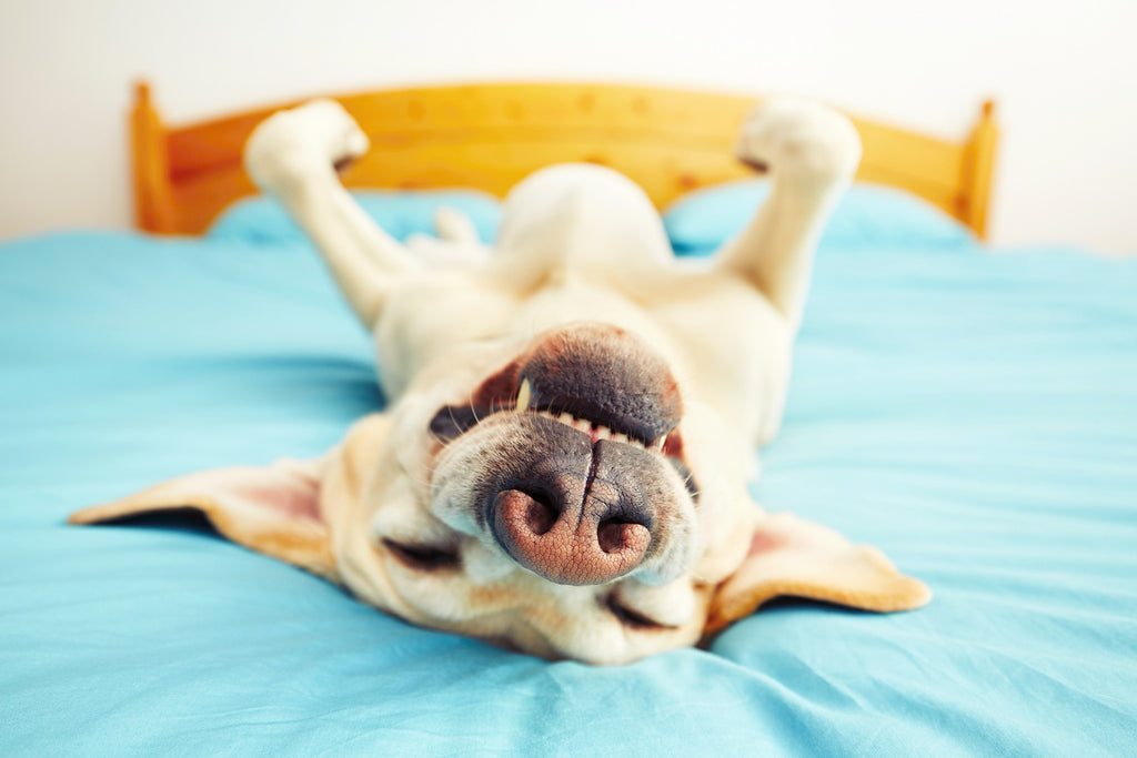 Downward Facing Doga