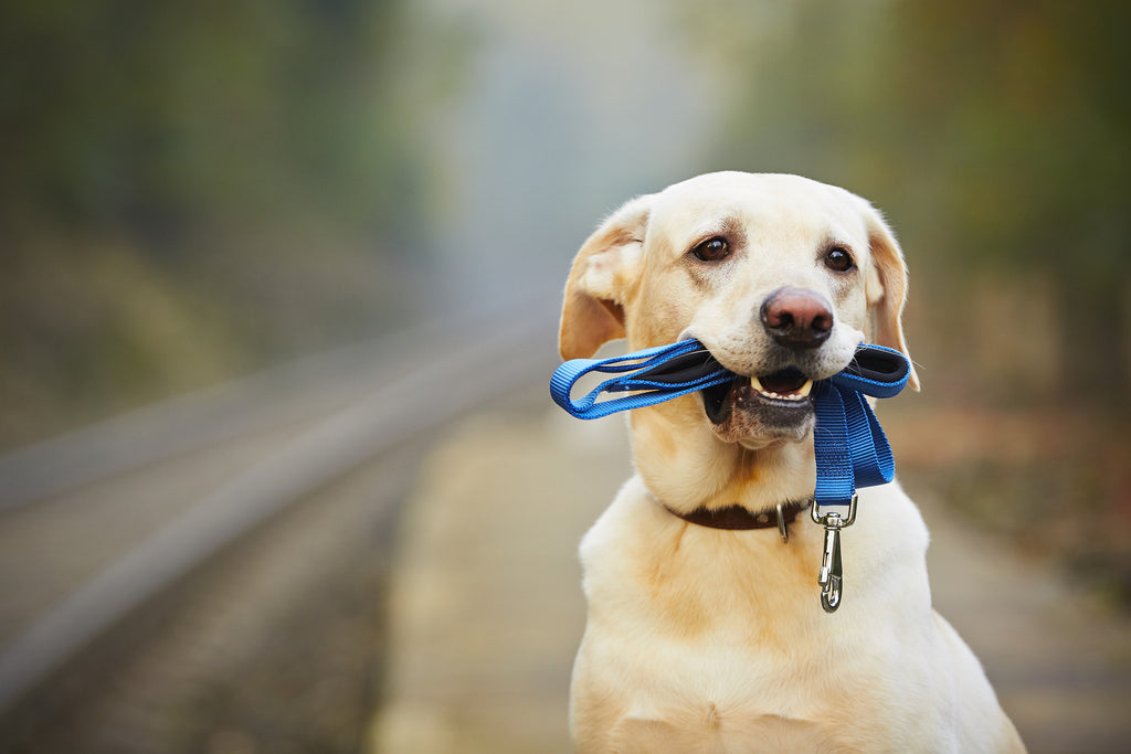 Tips for Travelling With Dogs