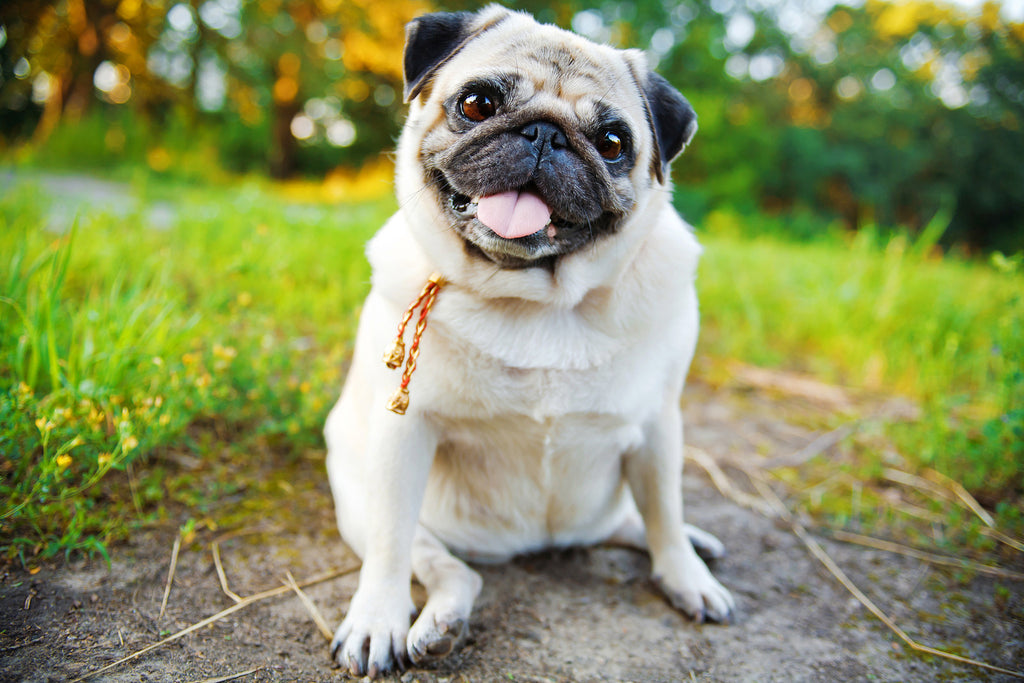 Top 10 Cuddly Dogs