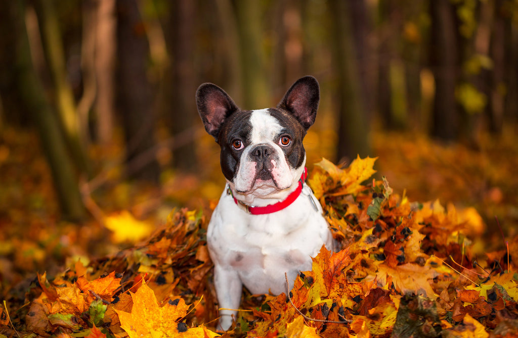 Pup Safety During the Holidays