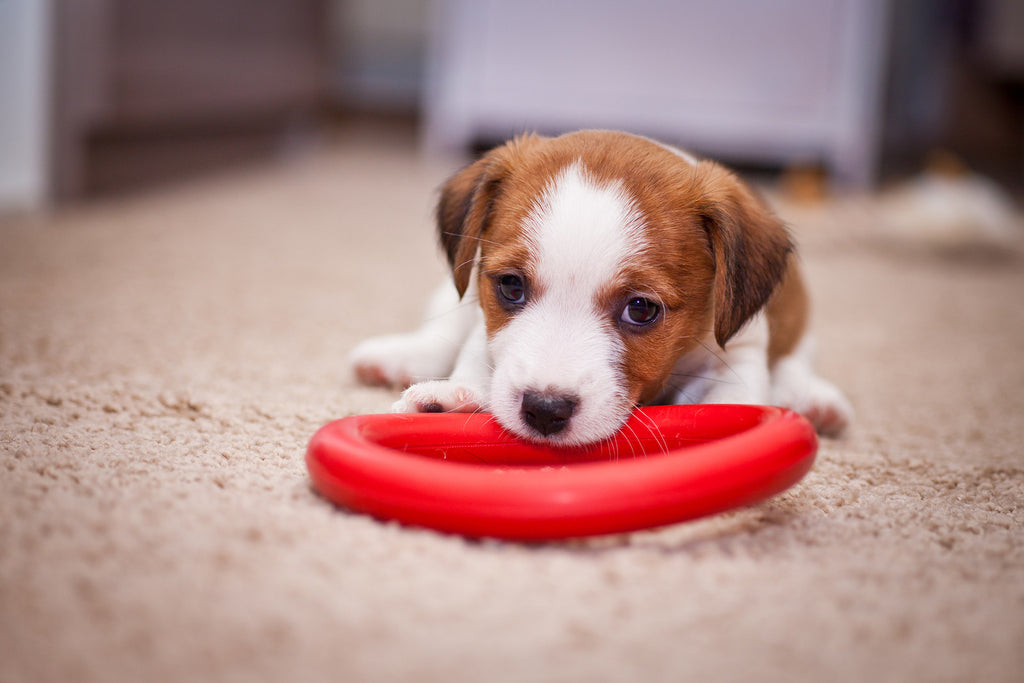 Tips on Training Your Puppy
